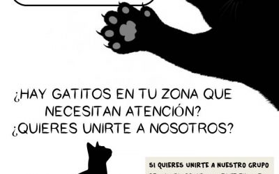 LAS COLONIAS FELINAS, ¿QUIERES HACERTE VOLUNTARIO?