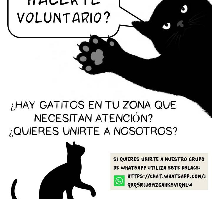 LAS COLONIAS FELINAS, ¿QUIERES HACERTE VOLUNTARIO?