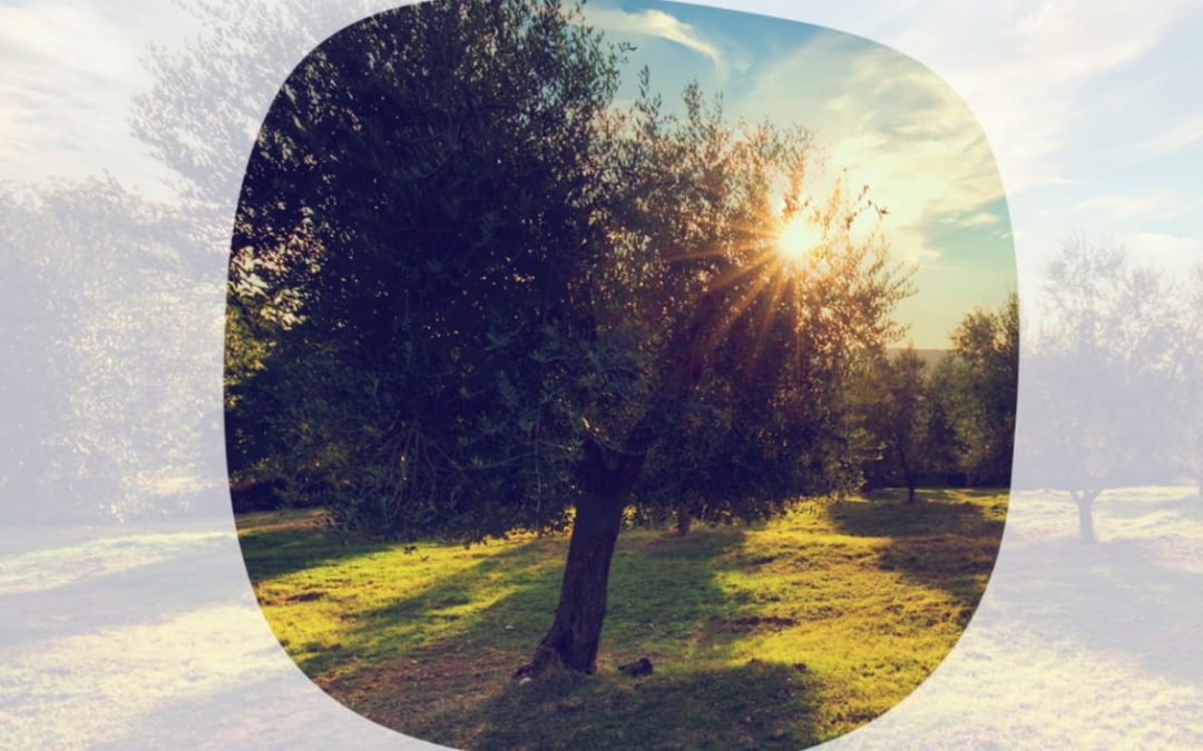 Bases II Rally Fotográfico «Olivares Guardeños»